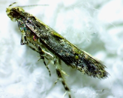 Aristotelia rubidella