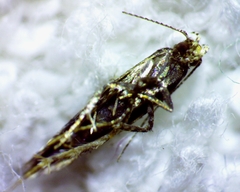 Aristotelia rubidella