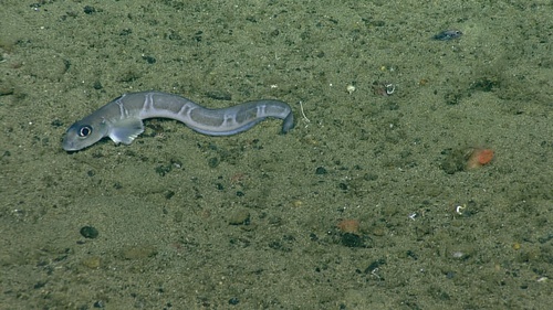 Shortfin eelpout (Lycodes brevipes) — Zoarcidae — 2