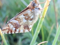 Boloria napaea