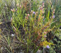 Dracocephalum peregrinum