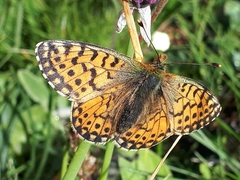 Boloria napaea