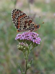 Achillea roseo-alba