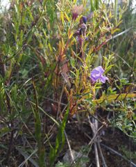 Dracocephalum peregrinum