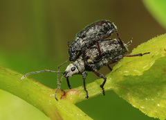 Myllocerus raddensis