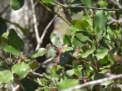 Garrya lindheimeri, photograph Craig Hensley, CC BY, iNaturalist via GBIF