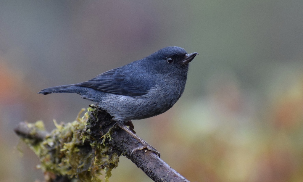 Slaty Flowerpiercer