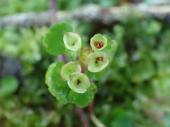 Chrysosplenium tetrandrum