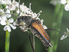Anastrangalia dubia