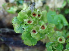 Chrysosplenium tetrandrum