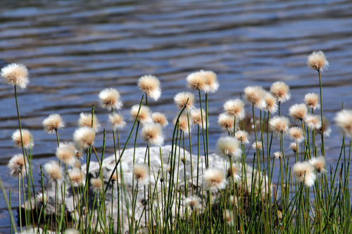 Eriophorum chamissonis
