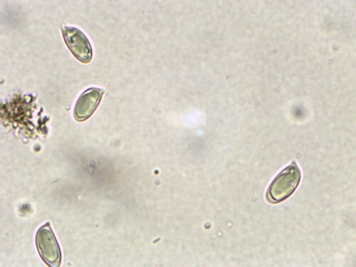 Hebeloma excedens (Photo 2 of 3)
