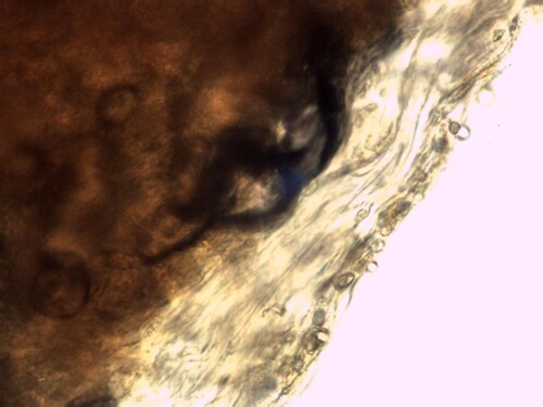 Hebeloma excedens (Photo 3 of 3)