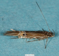 Cosmopterix scirpicola