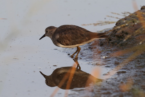 Temminck's Stint