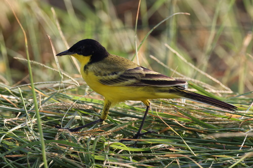 Black-headed Wagtail