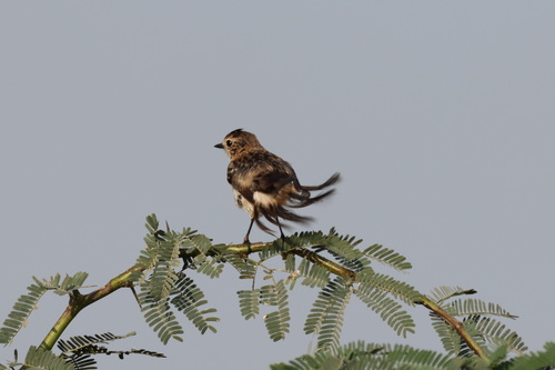 Siberian Stonechat