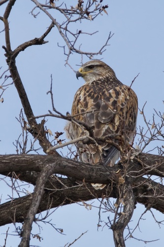 Ferruginous Hawk