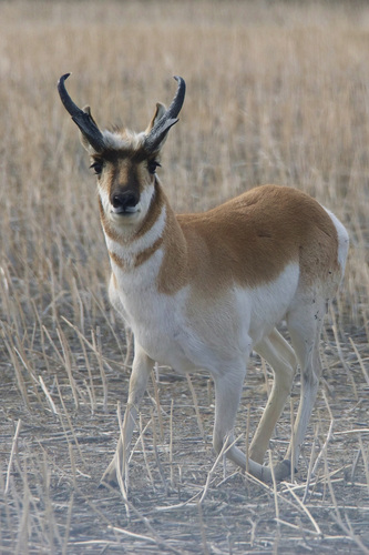 Pronghorn