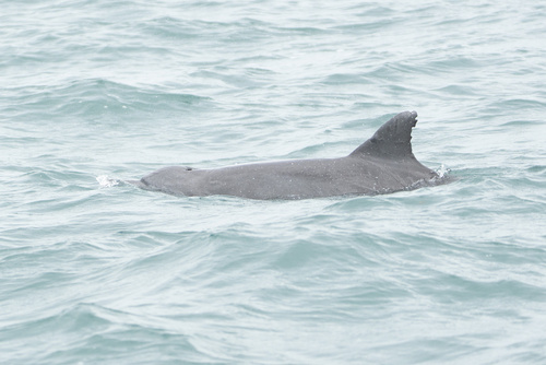Tursiops aduncus