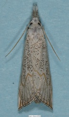 Haimbachia squamulellus