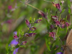 Dracocephalum peregrinum