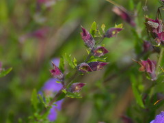 Dracocephalum peregrinum