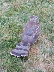 Accipiter cooperii