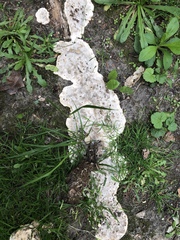 Pseudoinonotus
