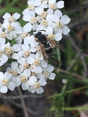 Euodynerus leucomelas