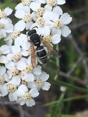 Euodynerus leucomelas