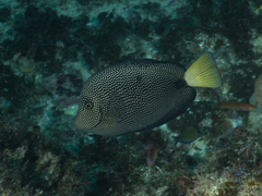 Spotted Tang photo 5