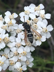 Euodynerus leucomelas