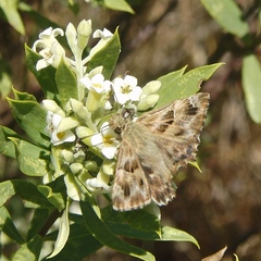 Carcharodus
