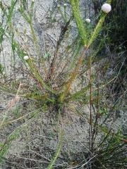Serruria trilopha