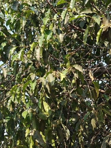 Image of Spanish Cherry (Mimusops elengi) by (c) Jigu, some rights reserved (CC BY)