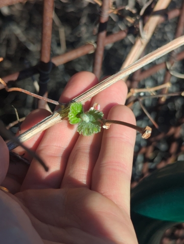 Foto de Uva-do-mato