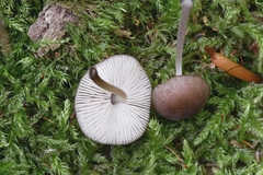 Pluteus podospileus