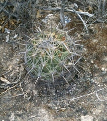 Coryphantha cornifera