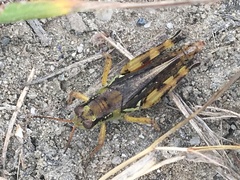 Melanoplus fasciatus