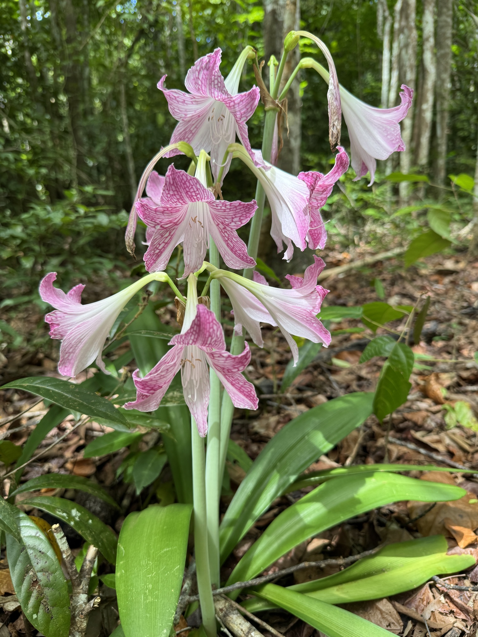 Imagem de Amaryllis