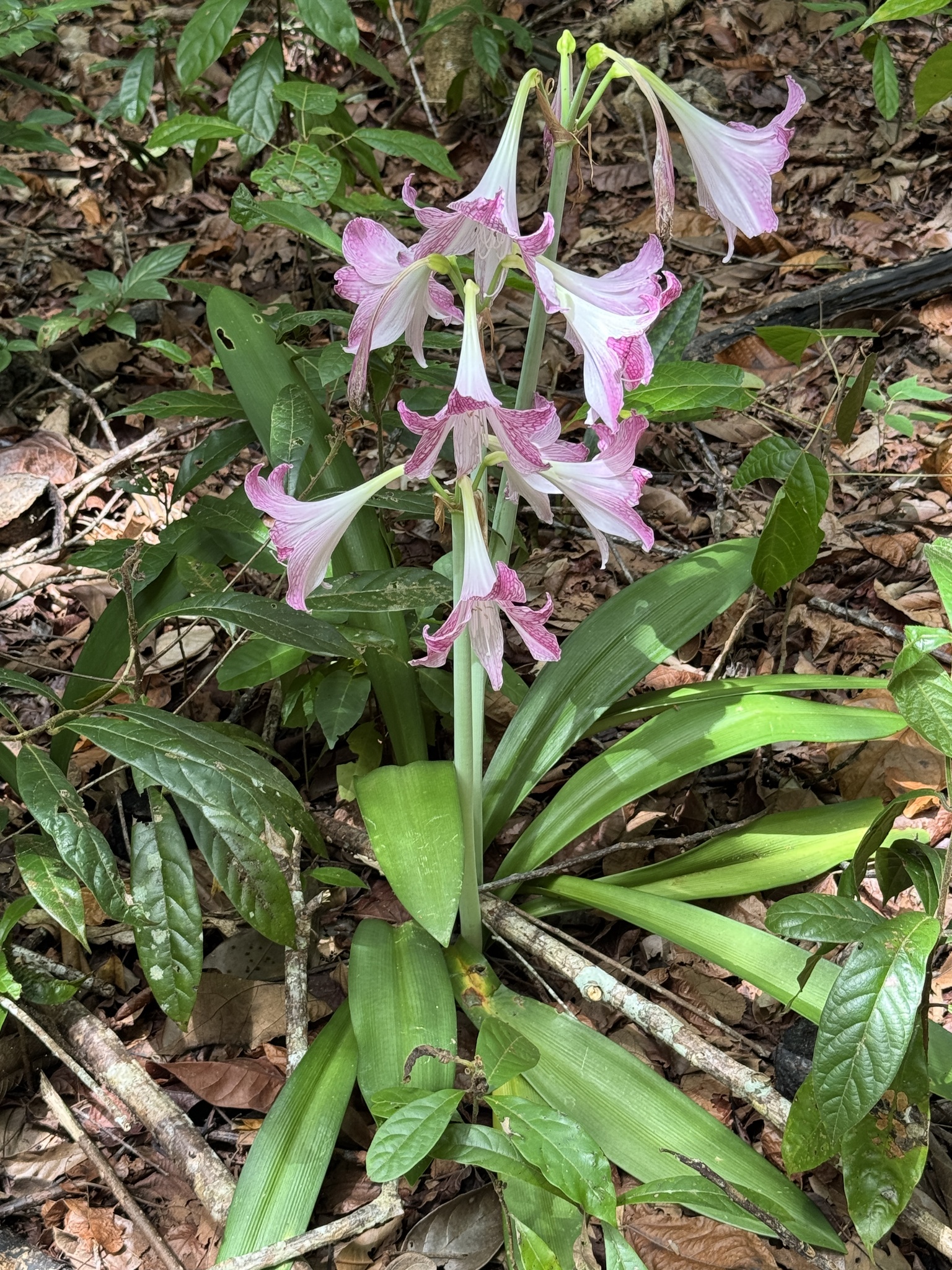 Imagem de Amaryllis
