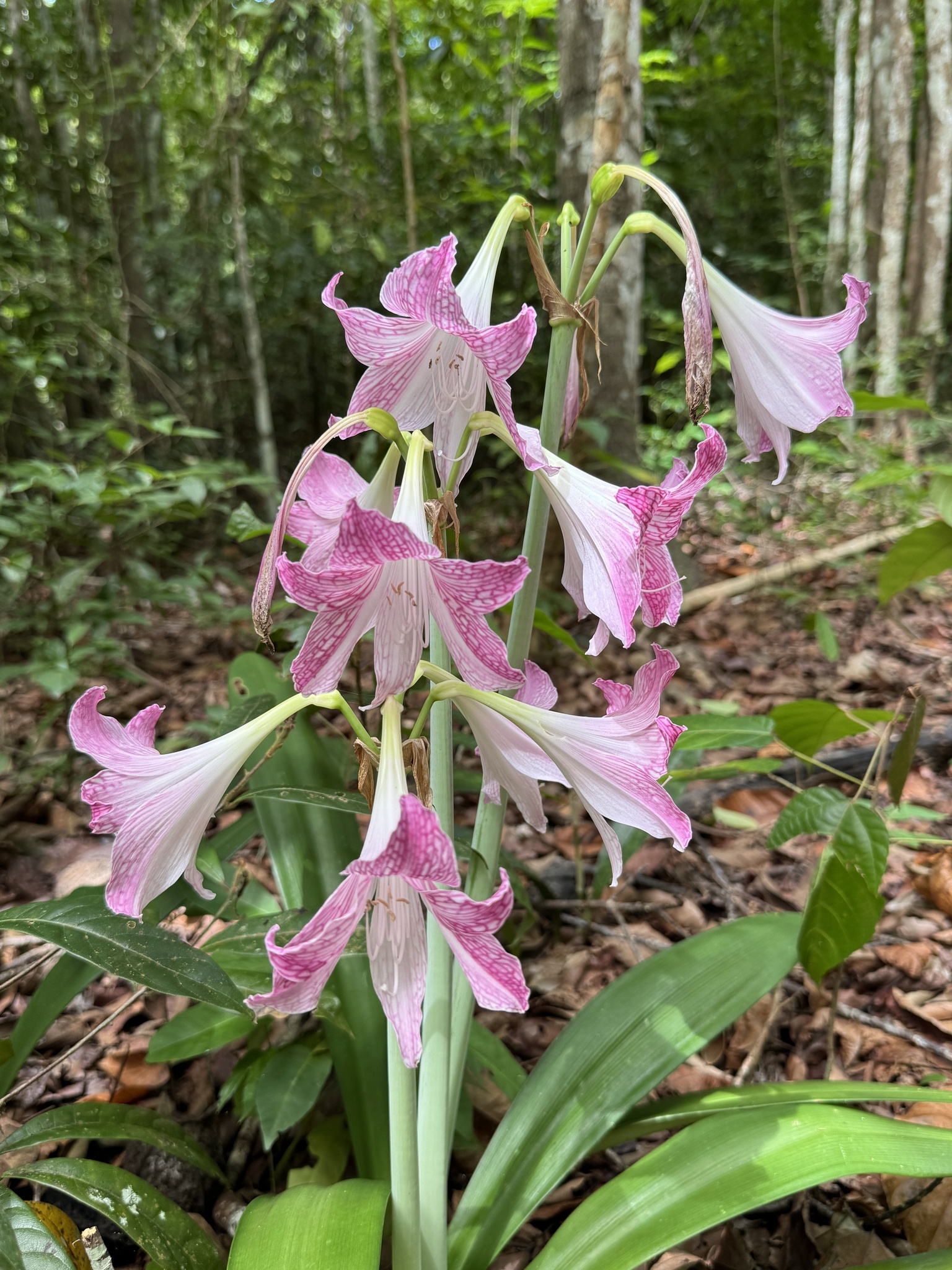 Imagem de Amaryllis