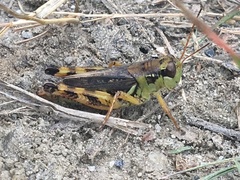 Melanoplus fasciatus