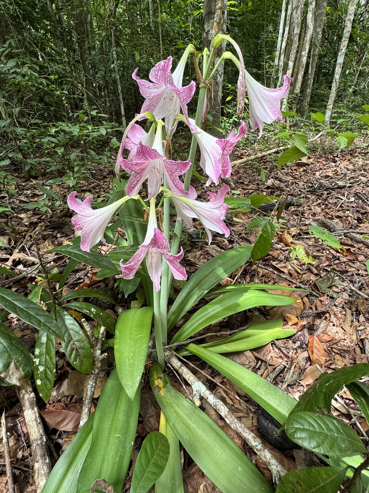Imagem de Amaryllis