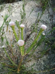 Serruria trilopha