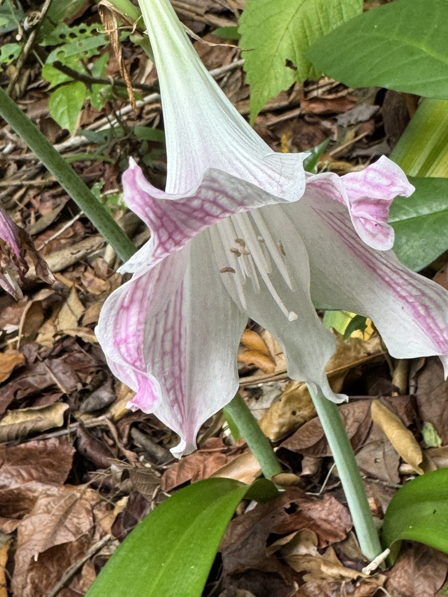 Imagem de Amaryllis