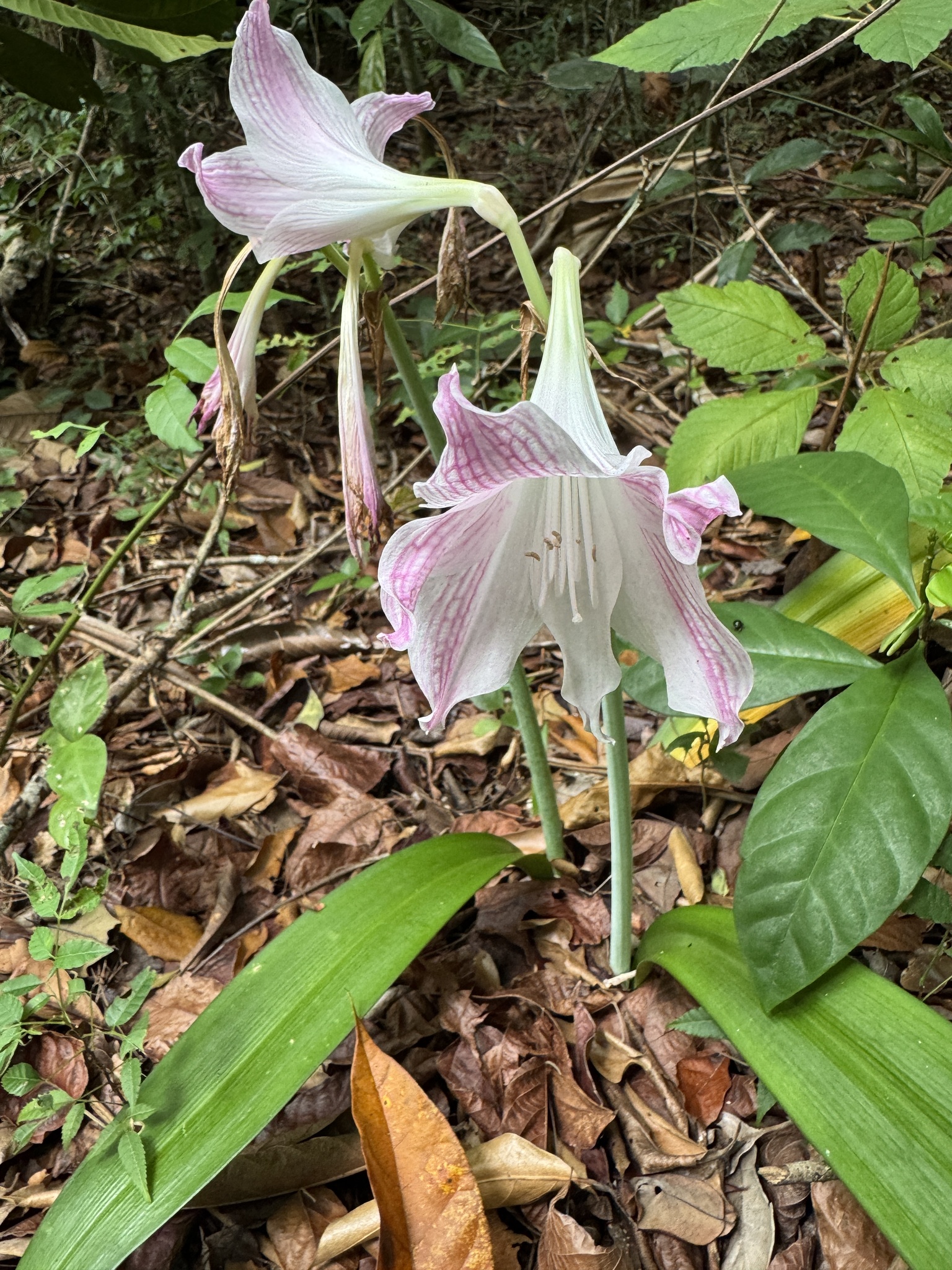 Imagem de Amaryllis