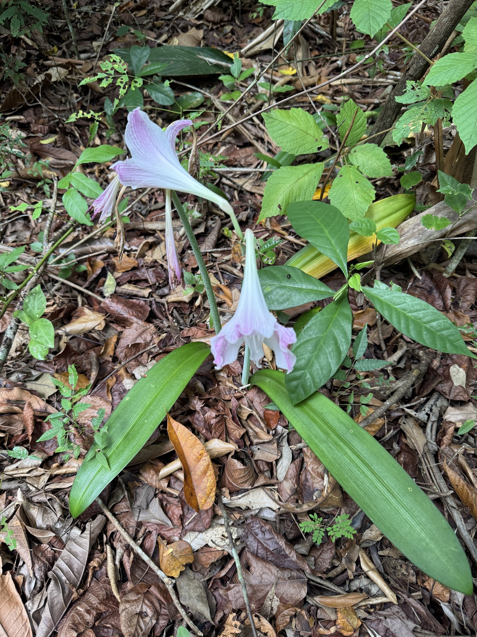 Imagem de Amaryllis