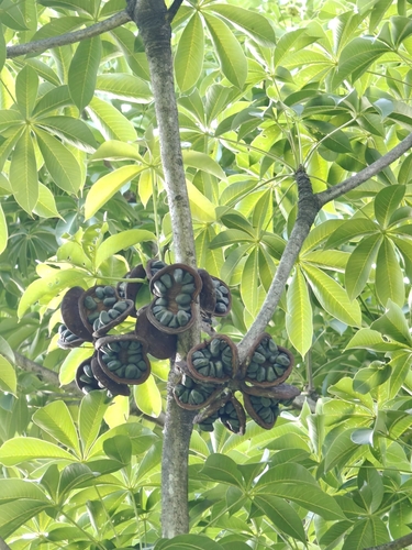 Image of Sterculia foetida by (c) Jigu, some rights reserved (CC BY)